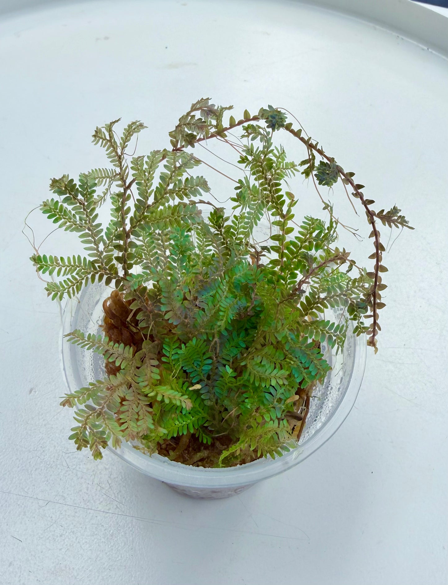 Peacock Fern | Selaginella uncinata 3”