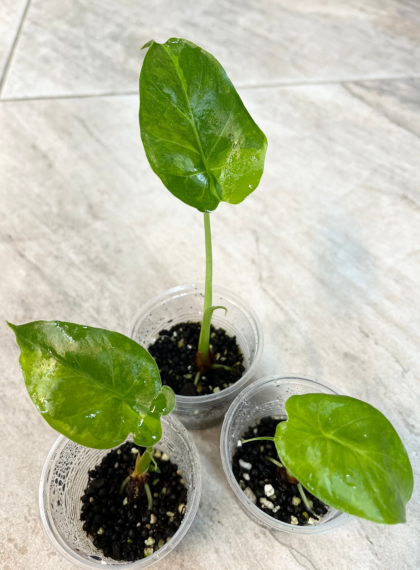 Alocasia gageana (Aurea)