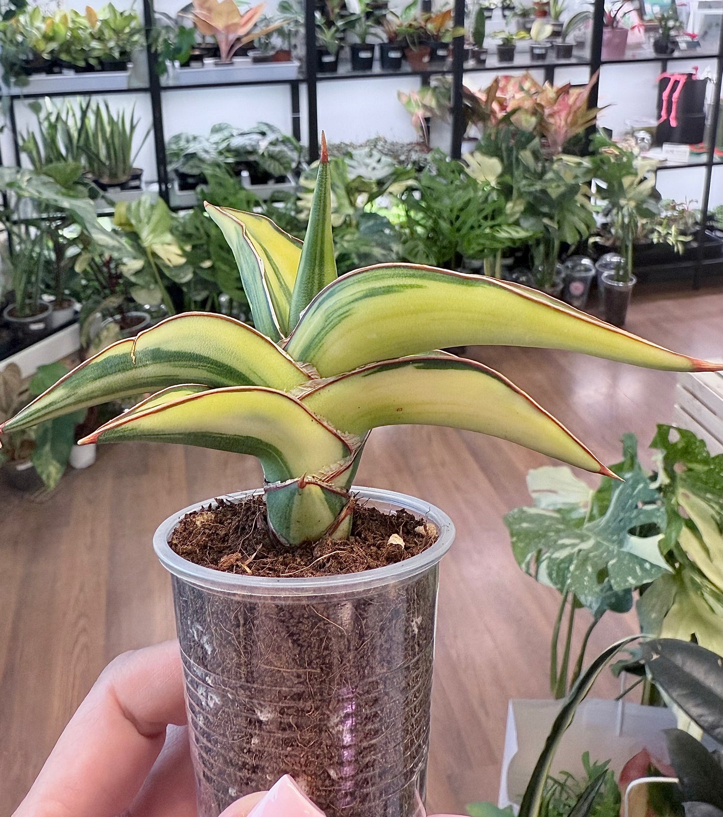 Sansevieria 'Lavranos’ Aurea