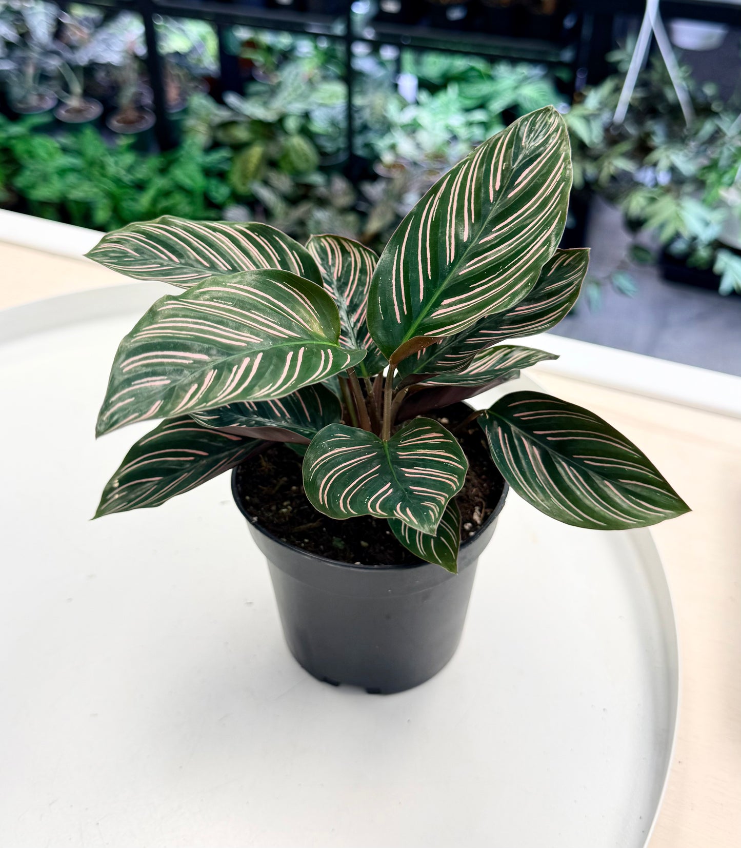 Calathea ornata | Pinstripe