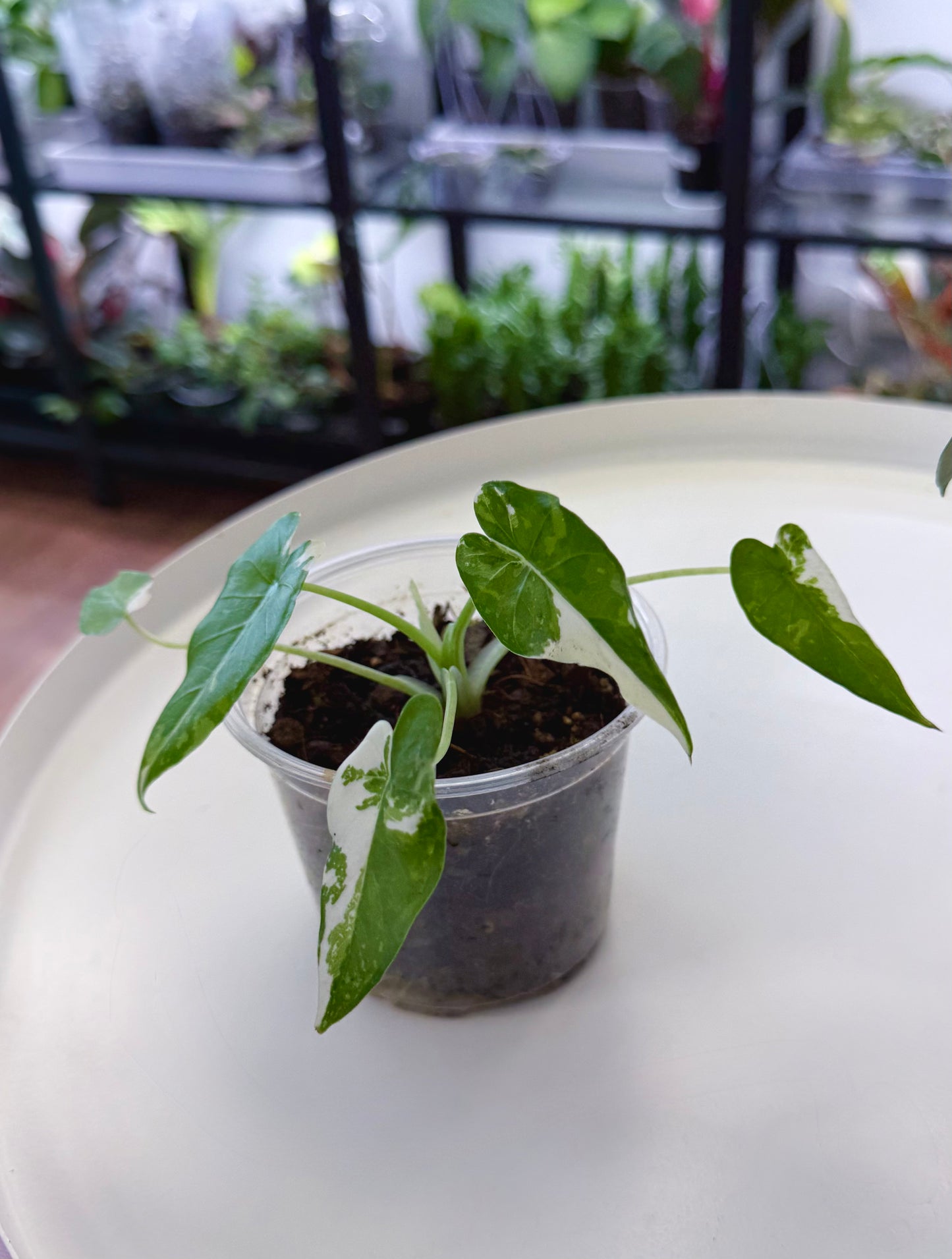 Alocasia ‘Okinawa Silver’ 4”