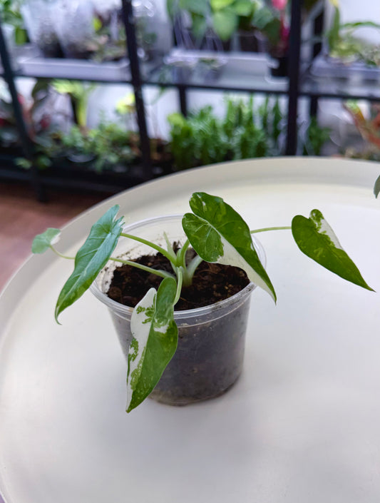 Alocasia ‘Okinawa Silver’ 4”