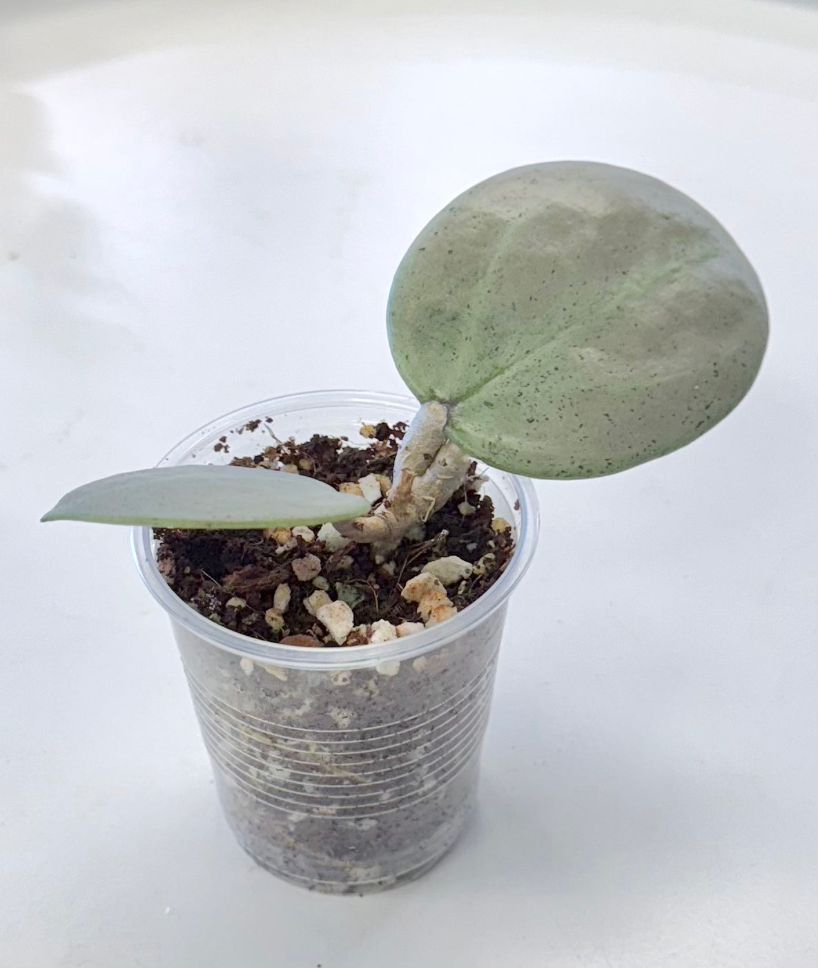 Hoya verticillata ‘Silver Heart’