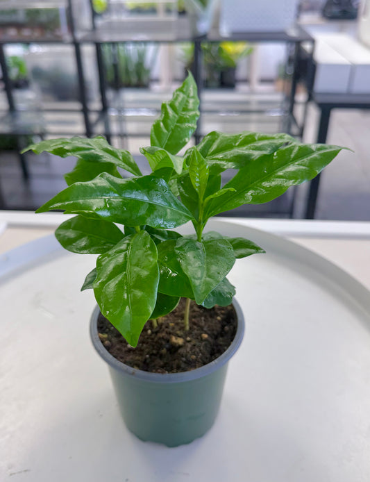 Coffee Plant | Coffea Arabica 4”
