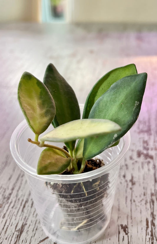 Hoya sp. aff. burtoniae Variegated (in plugs)