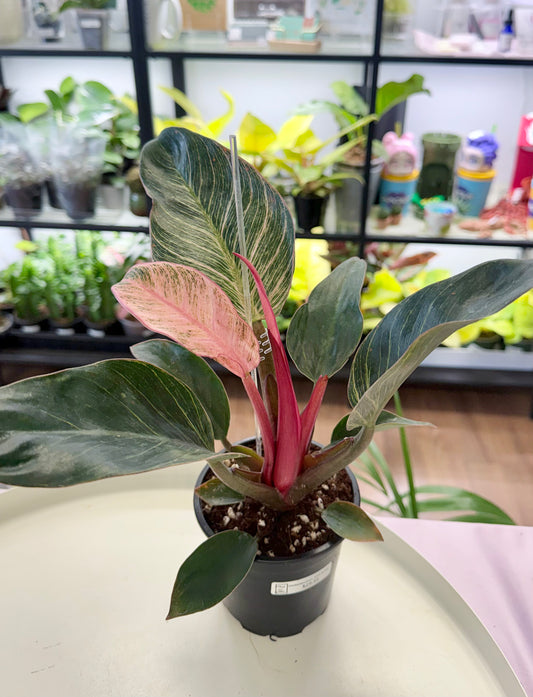 Philodendron ‘Pink Birkin’