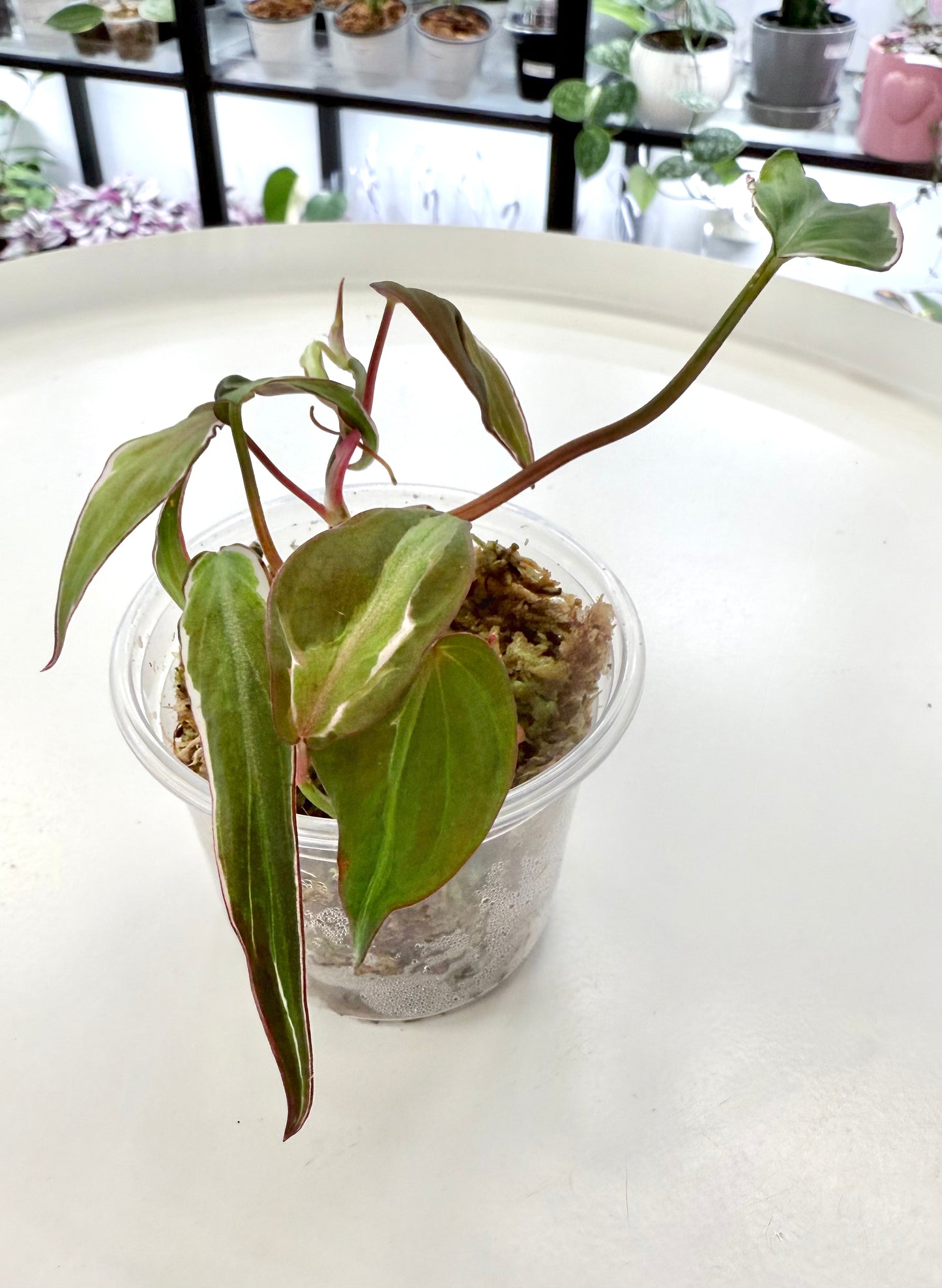 Philodendron Micans Variegated 'Velvet Halo'