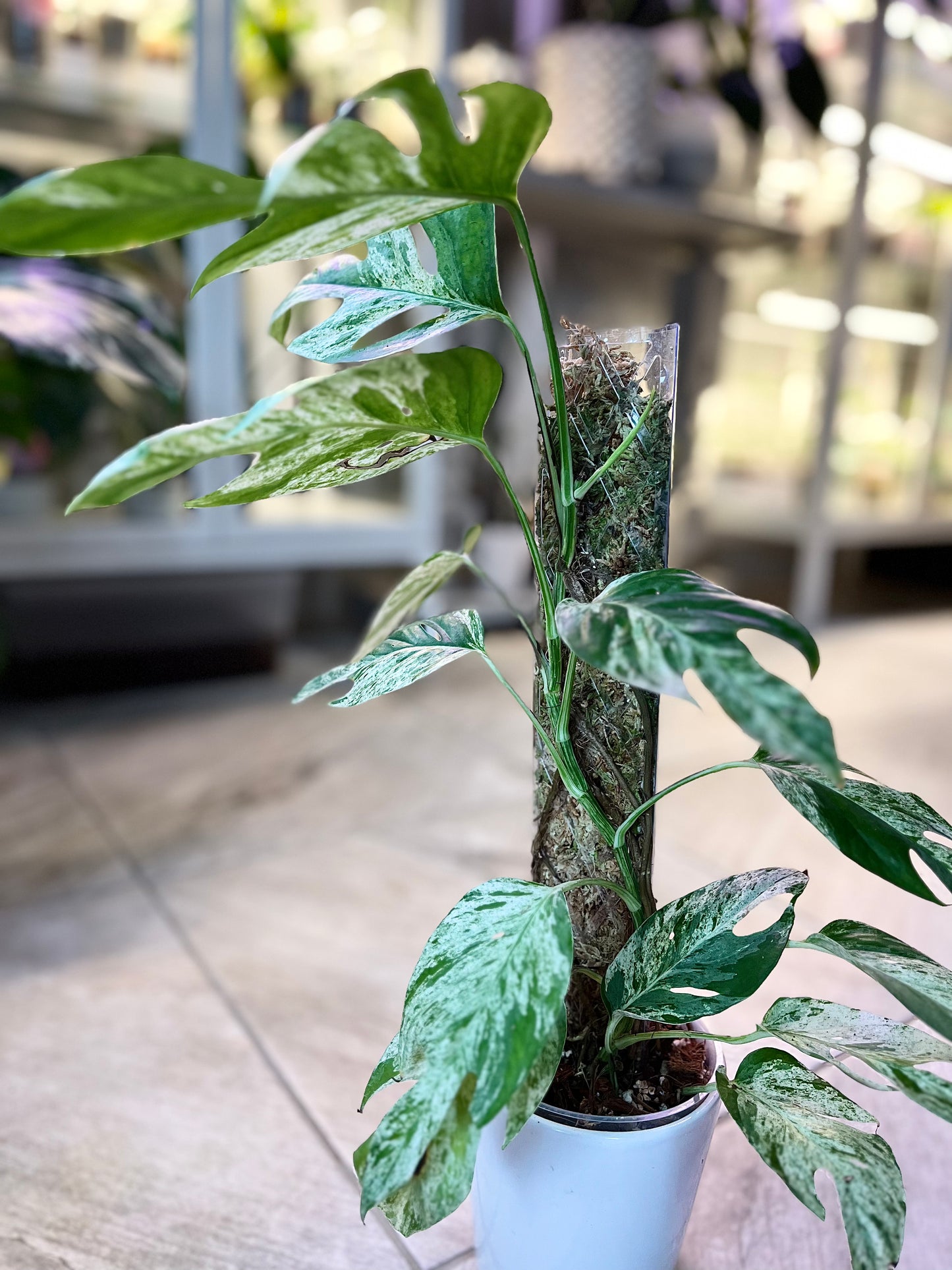 XL Epipremnum pinnatum 'Marble' | No Ship