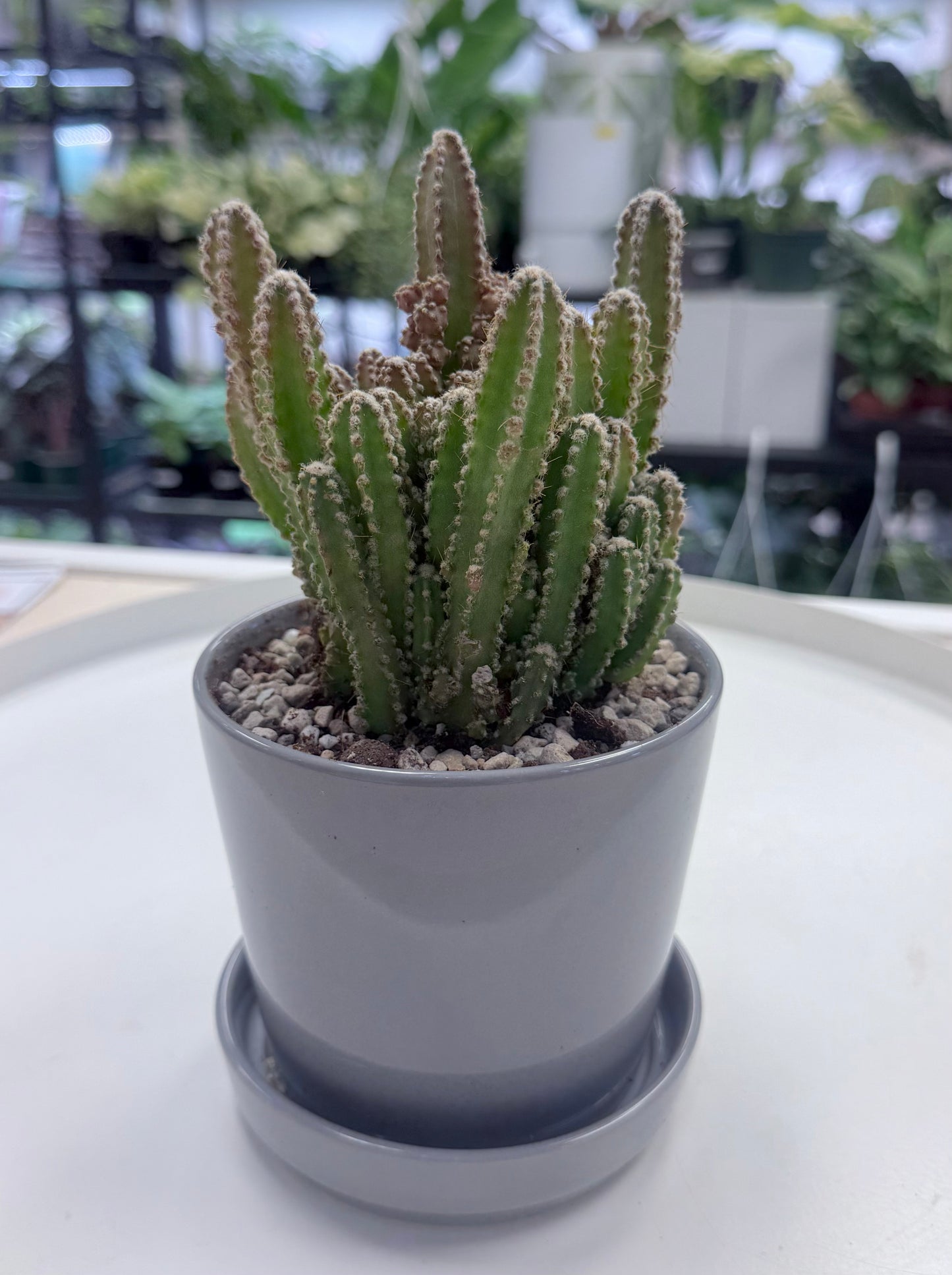 Fairy Castle Cactus | Acanthocereus tetragonus 4.5” Ceramic