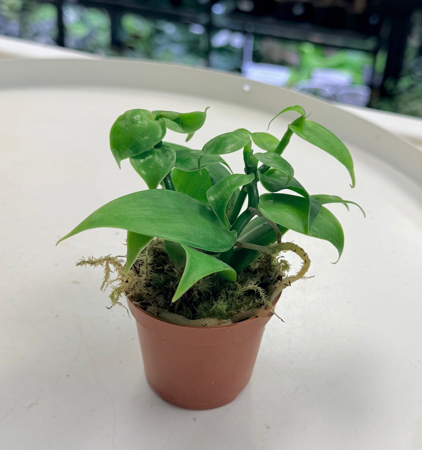 Vanilla planifolia |Vanilla Orchid 2”