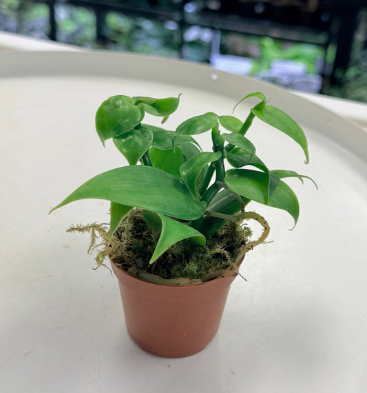 Vanilla planifolia |Vanilla Orchid 2”
