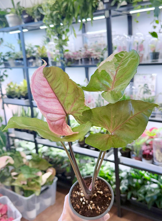 Syngonium ‘Strawberry Ice’