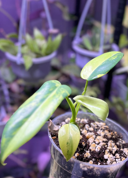 Philodendron bipennifolium variegated