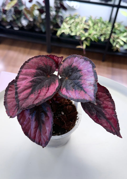 Begonia 'Harmony's Red Robin'