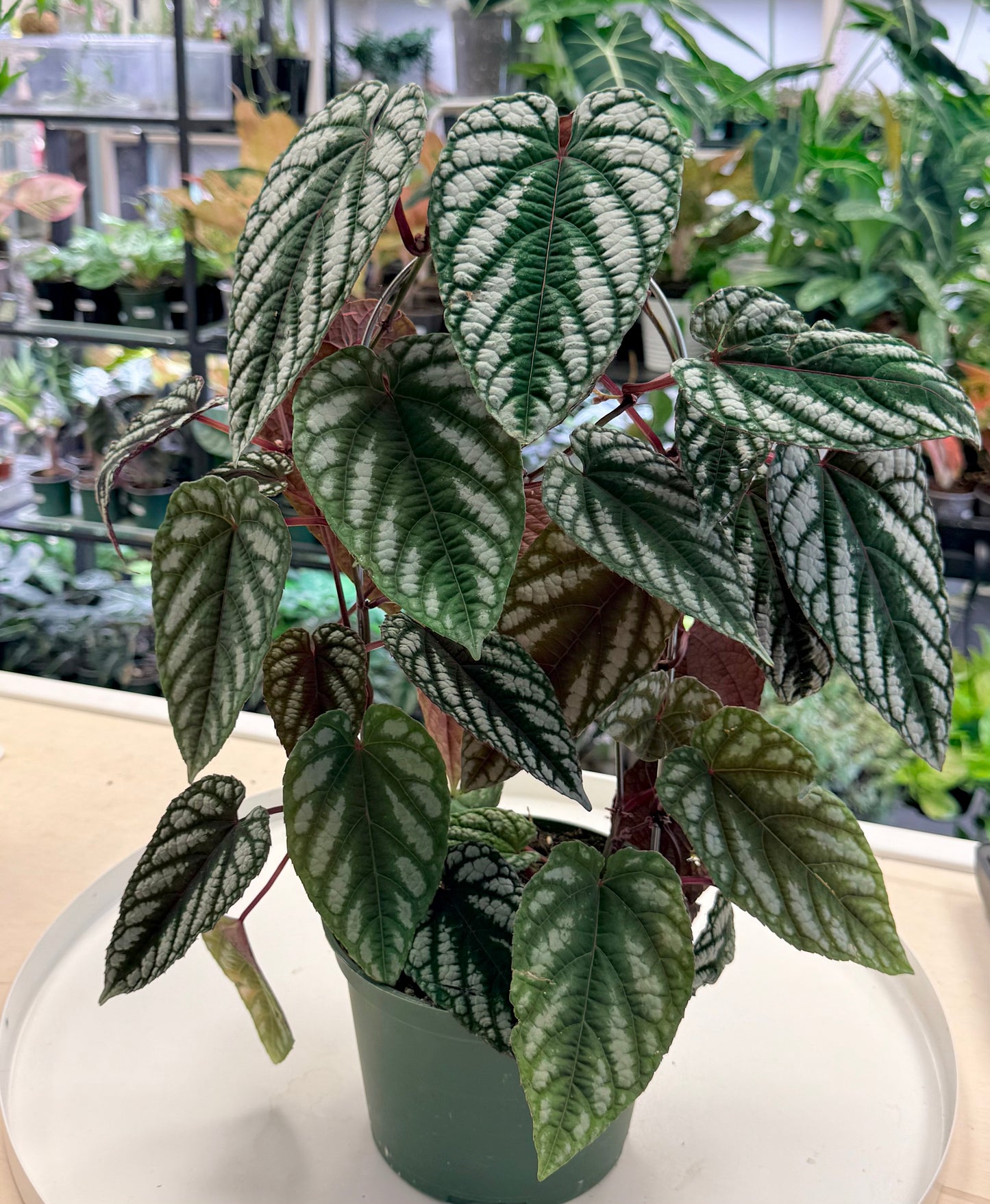 Tapestry Vine | Cissus discolor 6” Hoop