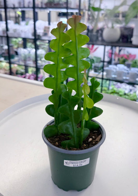 Disocactus anguliger | Fishbone Cactus 4”