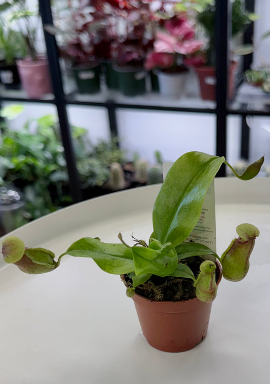 Nepenthes | Pitcher Carnivorous Plant