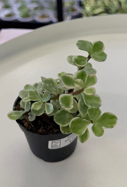 Portulacaria afra Variegated