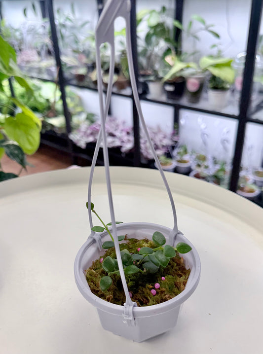Hoya chinghungensis | 3.8” Hanging Basket