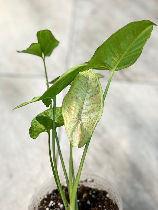 Syngonium ‘Confetti’