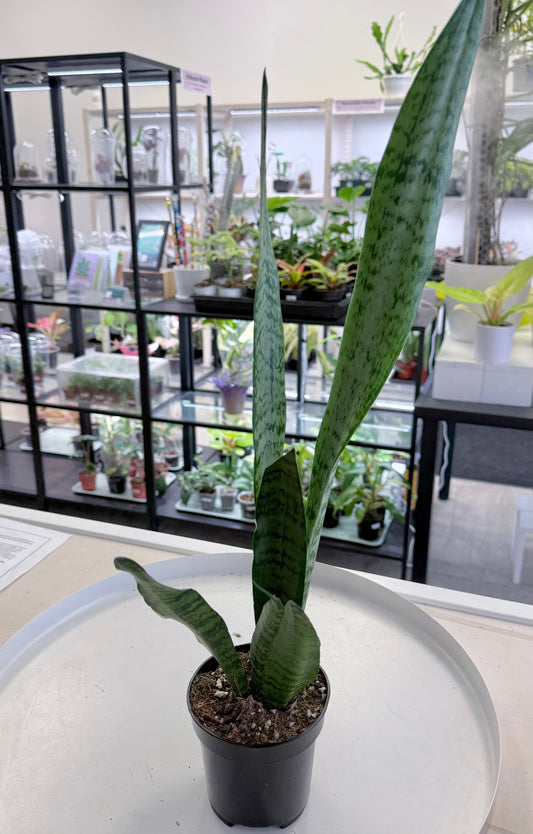 Sansevieria trifasciata 4” | No Ship