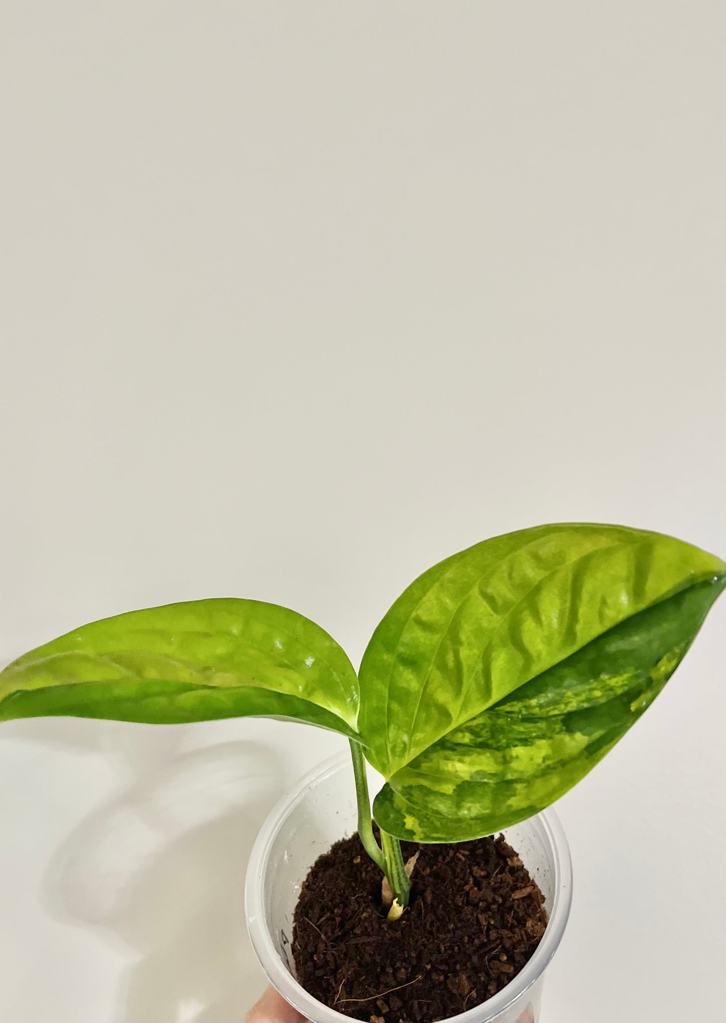 Monstera karstenianum (Peru) variegated