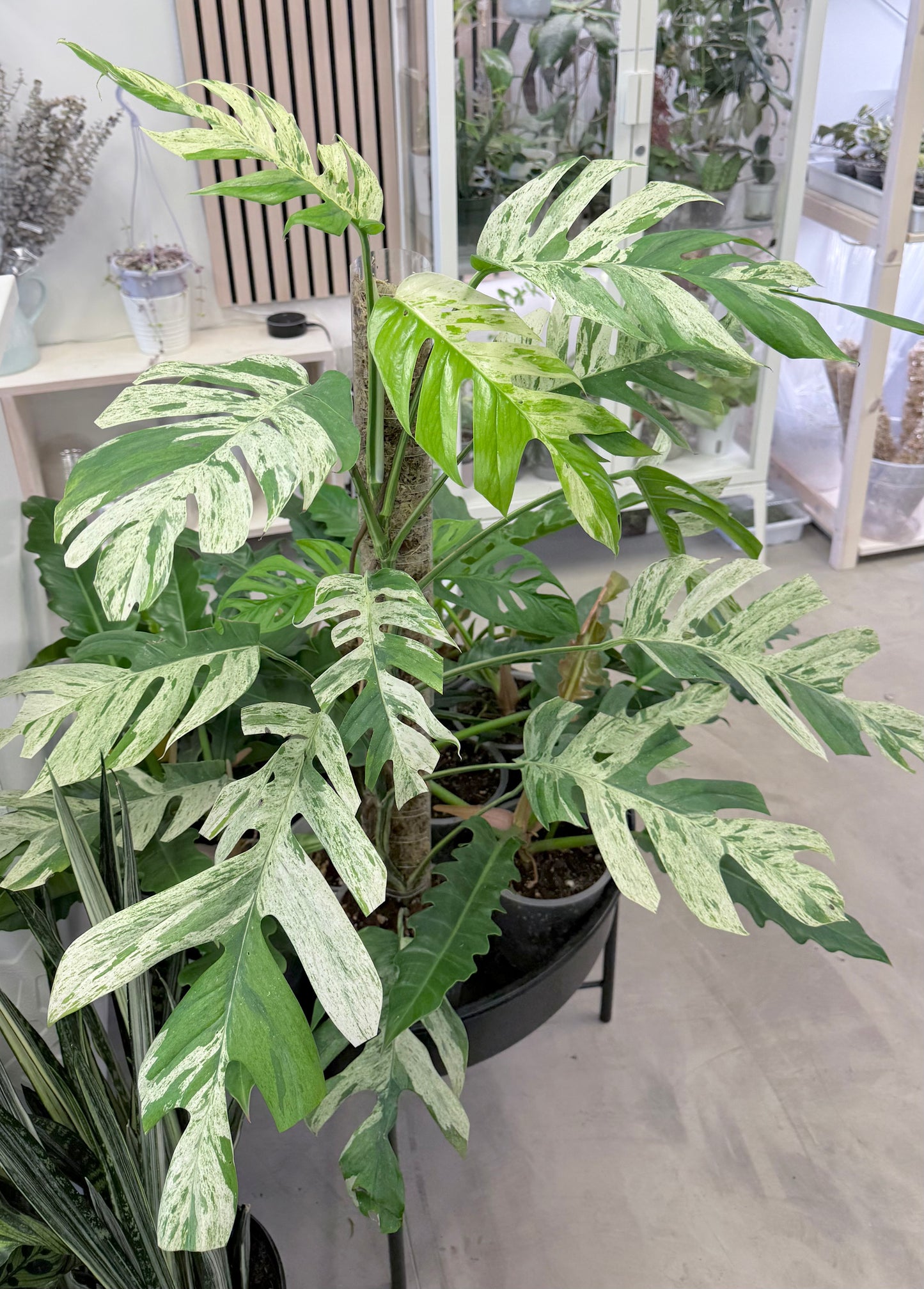 XL Epipremnum pinnatum 'Marble' | No Ship