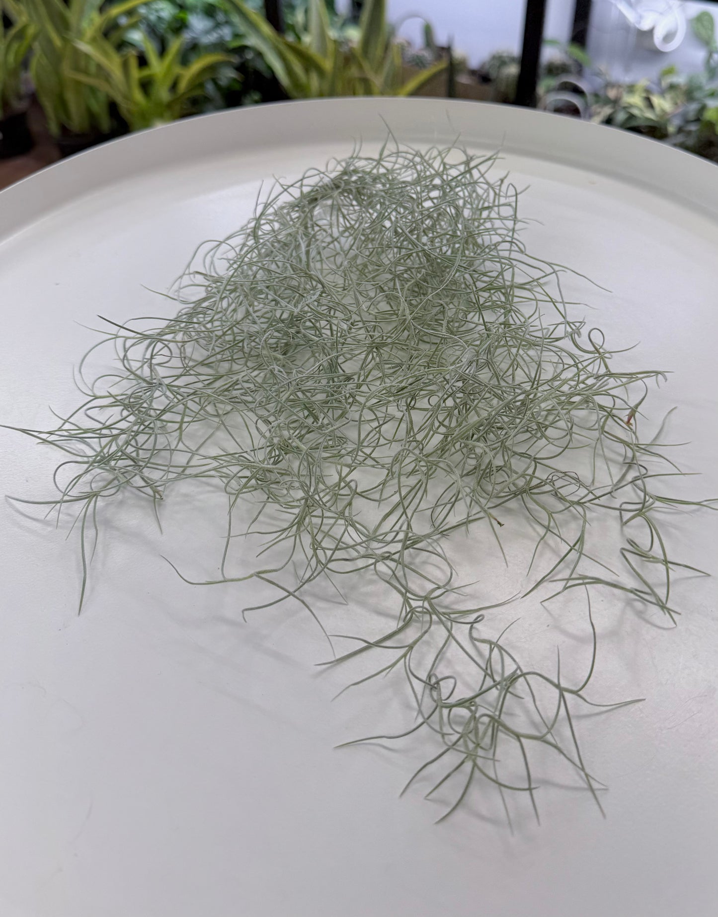 Spanish Moss | Tillandsia usneoides