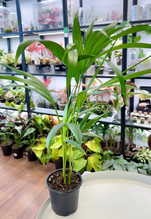 Areca Palm | Chrysalidocarpus lutescens 4” (No Ship)