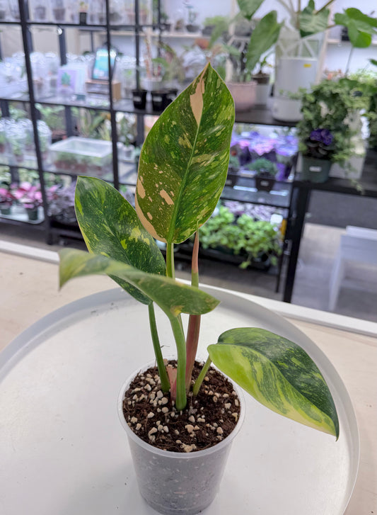 Philodendron Green Congo 'Nuclear’