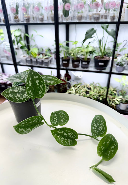 Scindapsus pictus  'Silvery Ann' 4”