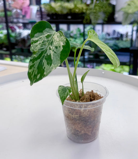 Monstera deliciosa 'Bulbasaur'