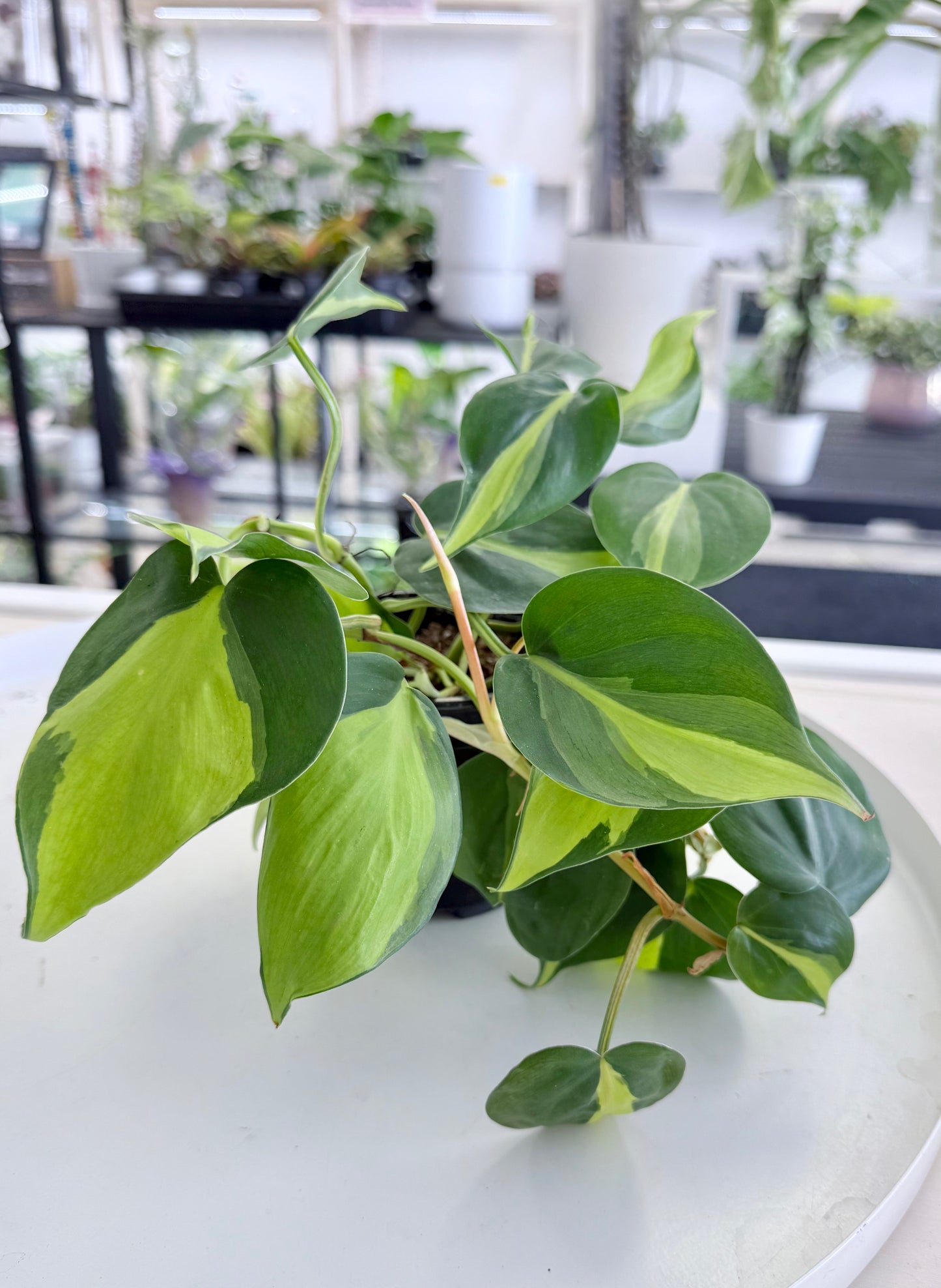 Philodendron ‘Brasil’ 4”