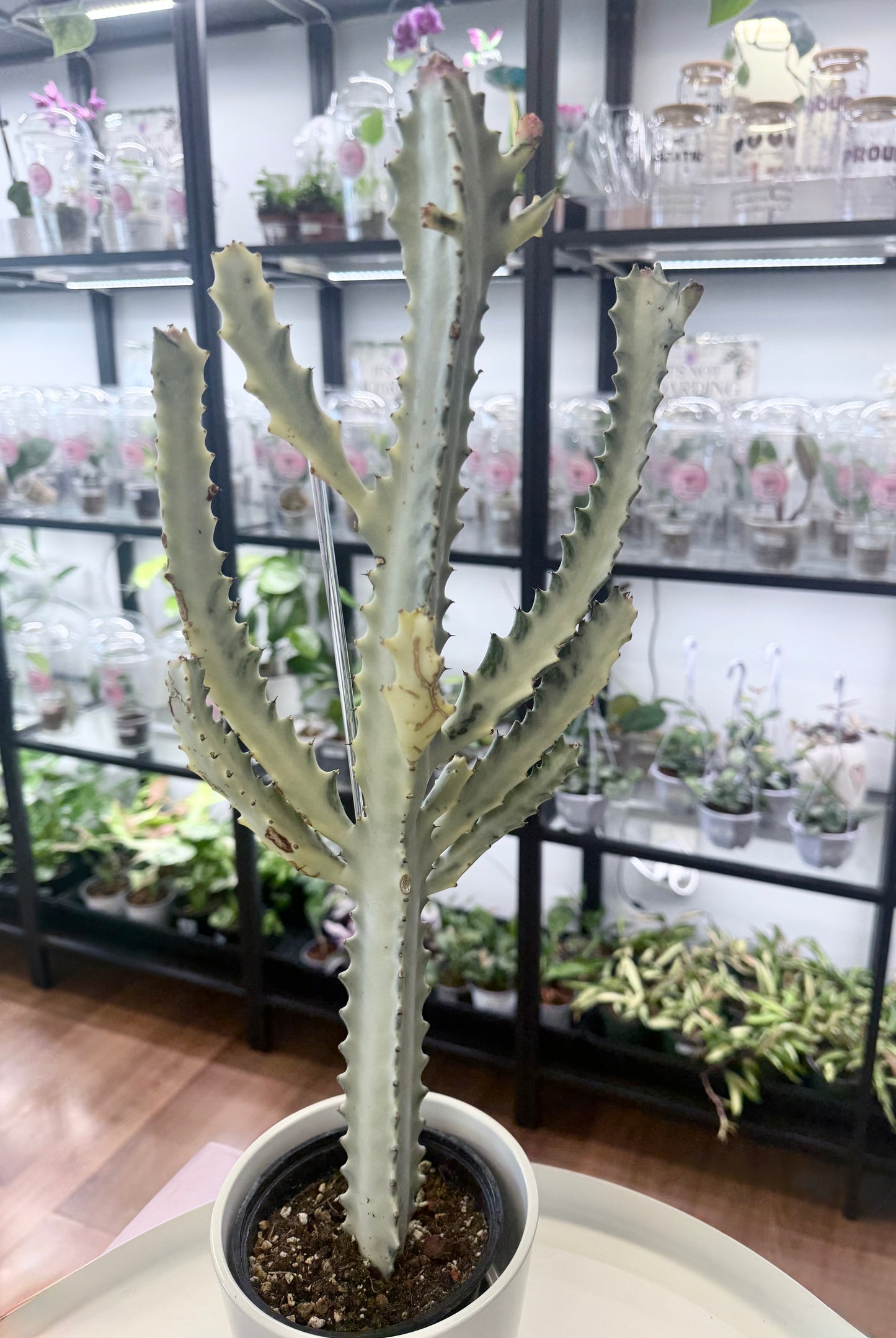 Euphorbia lactea ‘White Ghost’ (Full Plant 18-20”) #2
