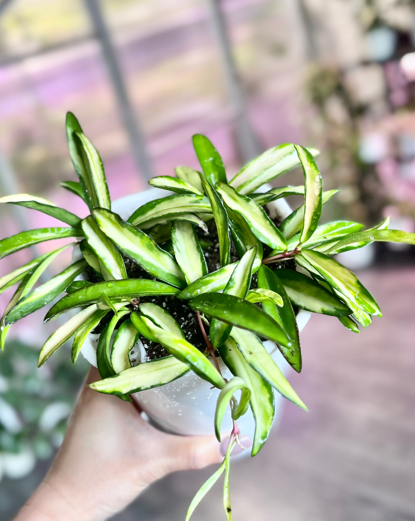 Hoya wayetii variegated 5” Self-Watering Pot