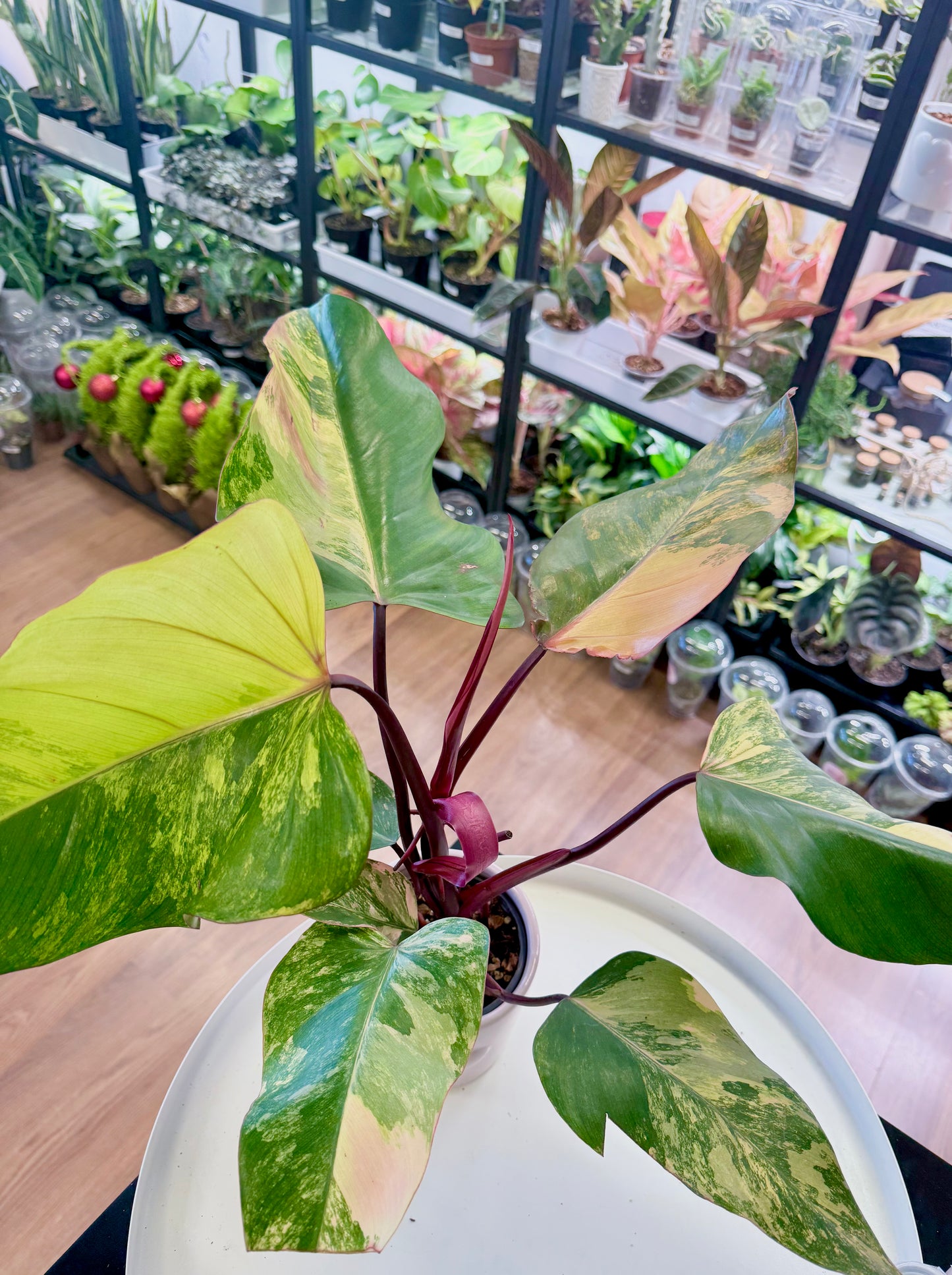 Philodendron ‘Strawberry Shake’ (L)