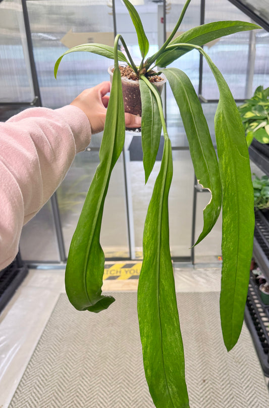 Anthurium vittariifolium Variegated | 12”-18”
