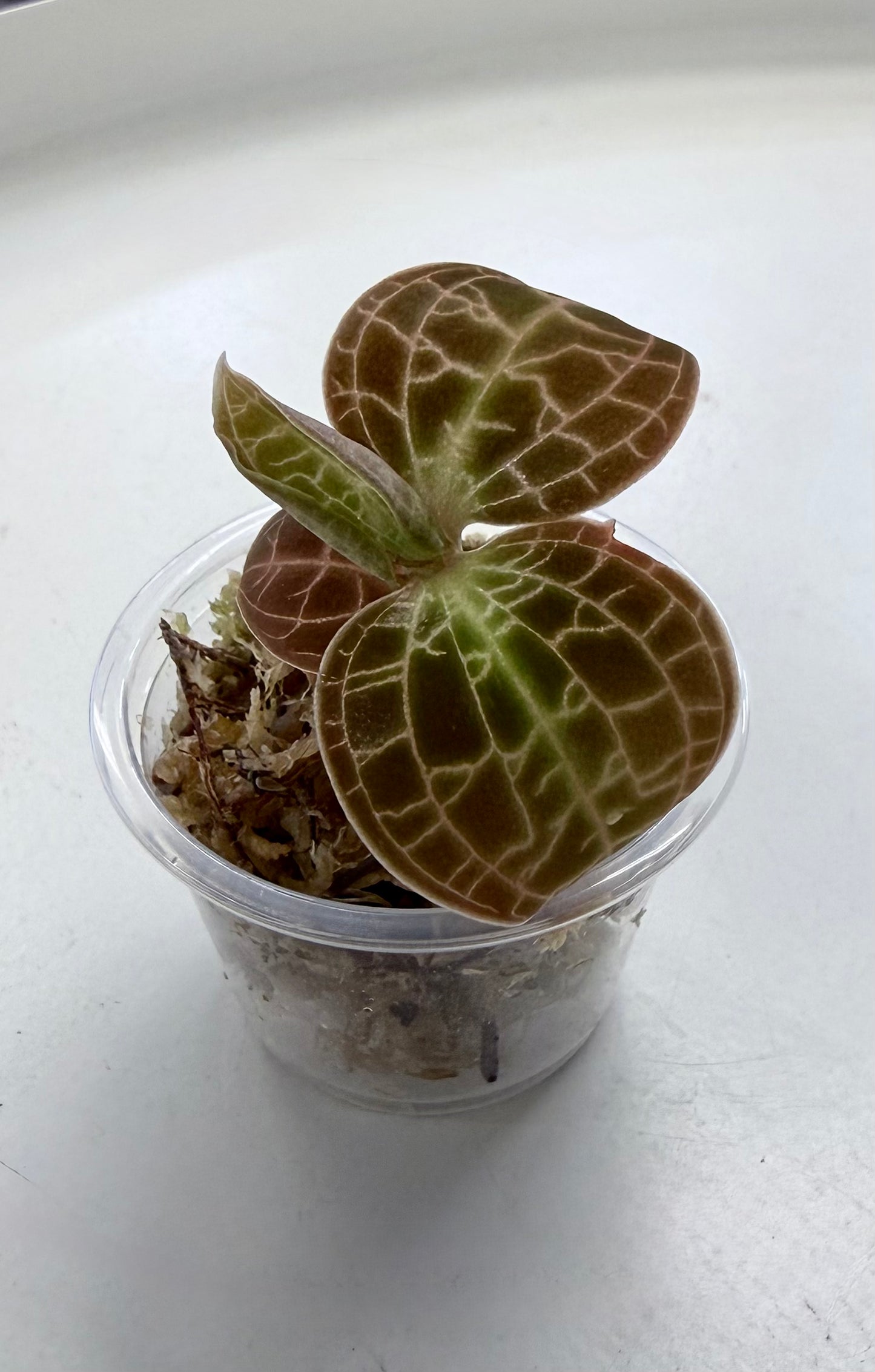 Jewel Orchid | Assorted