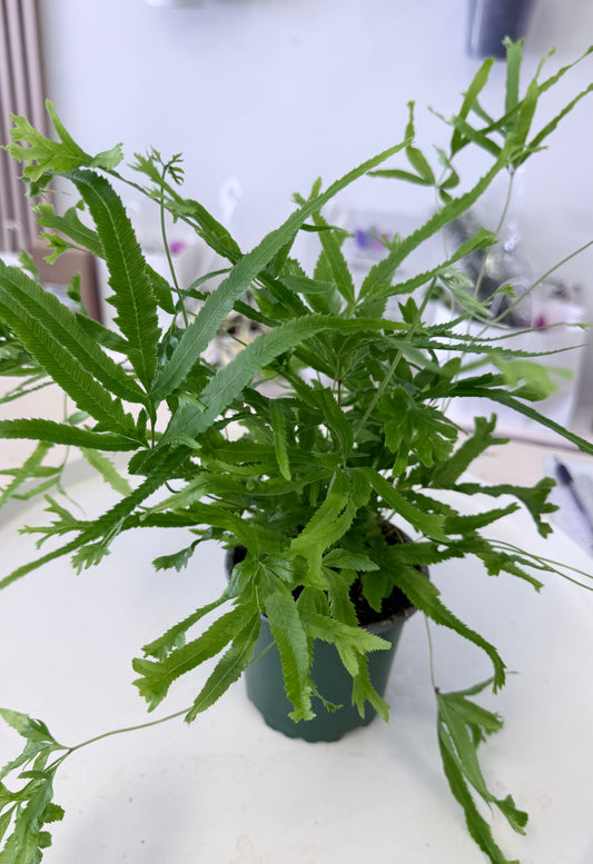 Pteris cretica ‘Ribbon Fern’ 4”