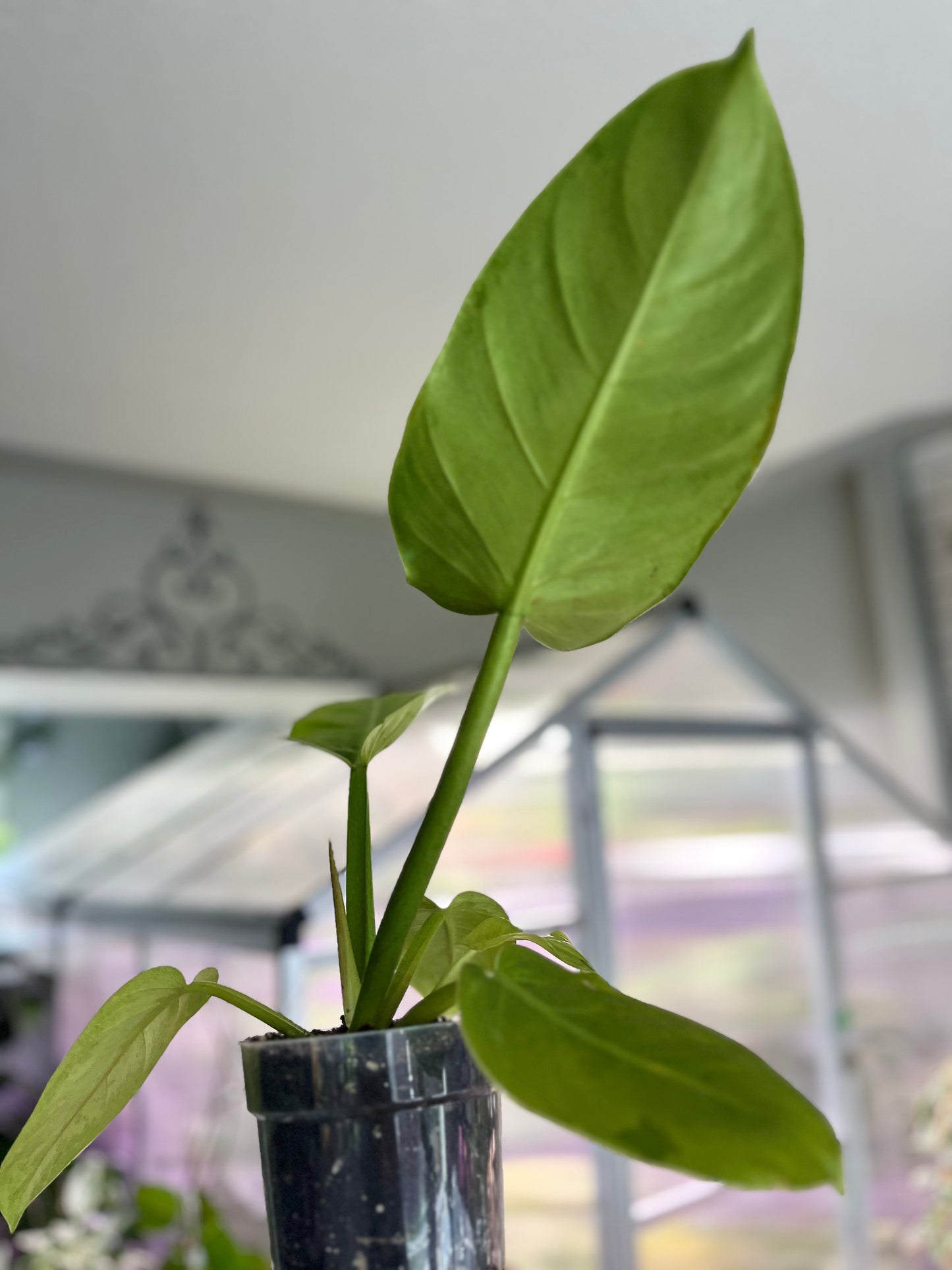 Philodendron Ruaysap (Marble)