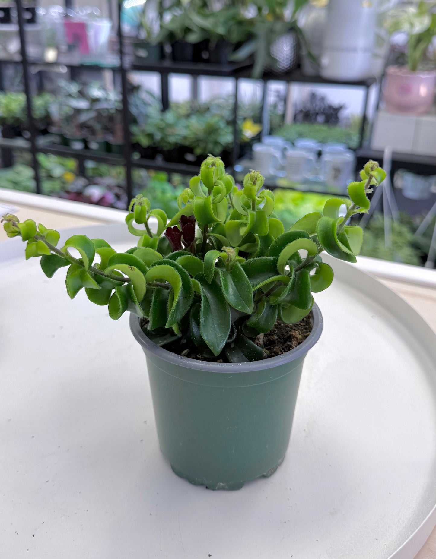 Aeschynanthus radicans 'Rasta' 4”
