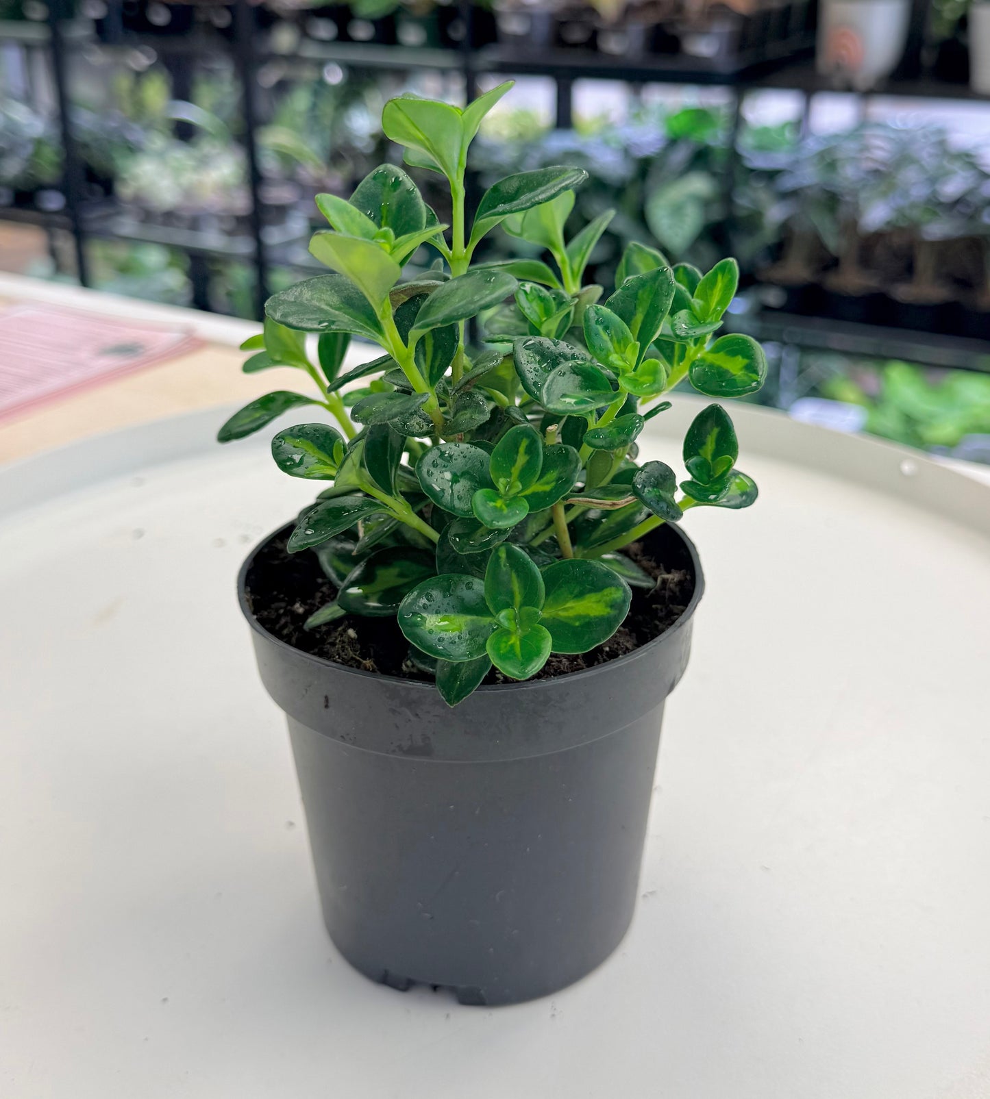 Goldfish Plant Variegated | Nematanthus gregarius