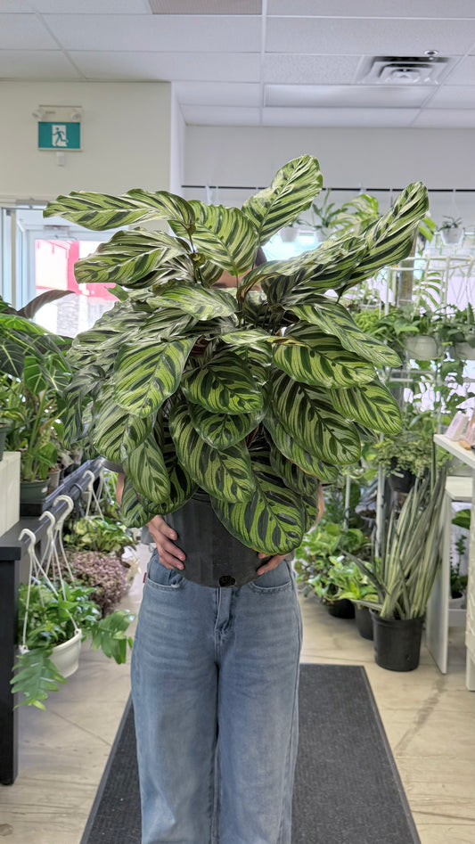 Calathea Peacock | Goeppertia makoyana 10” | No Ship