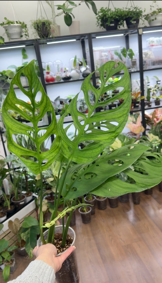 Monstera esqueleto | Large 14”-18”
