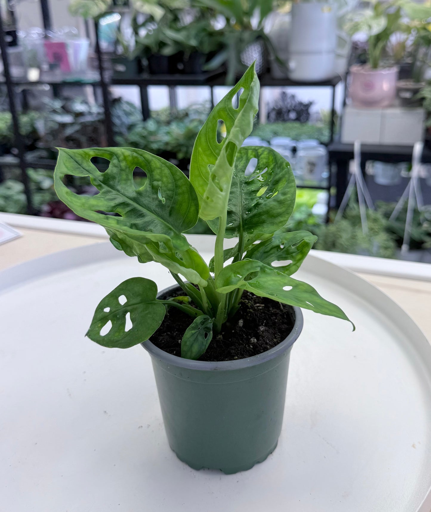 Monstera adansonii 4”