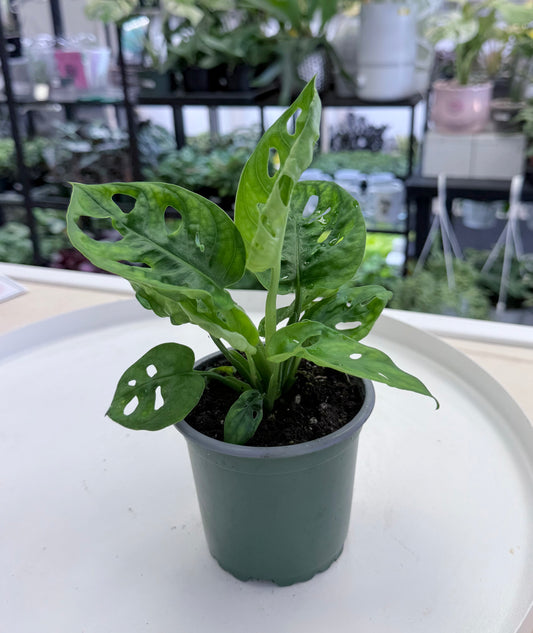 Monstera adansonii 4”