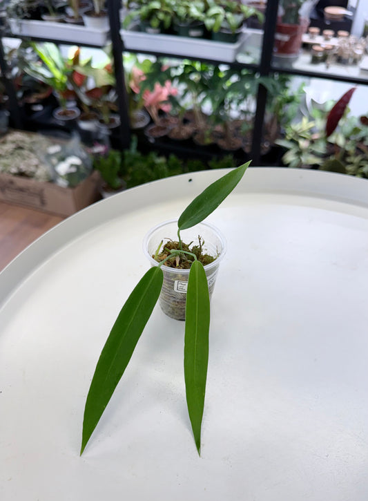 Anthurium pallidiflorum (S)