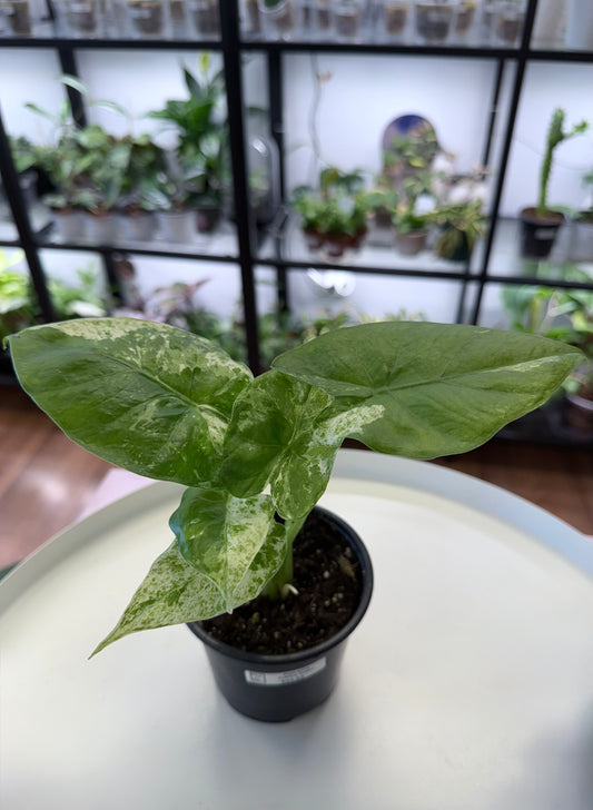 Alocasia odora ‘Batik’