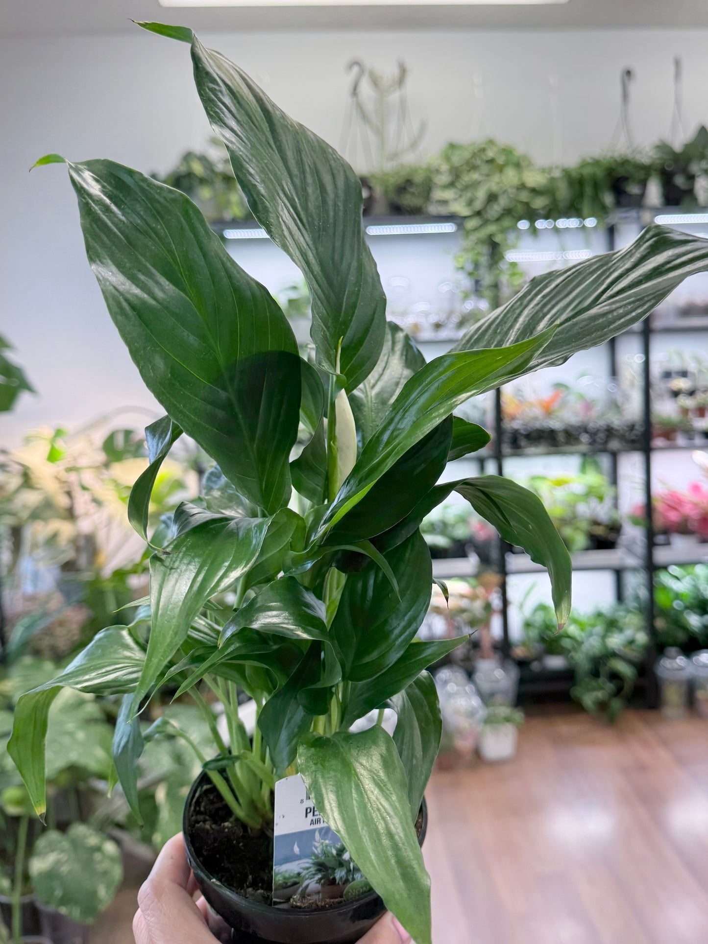 Spathiphyllum wallisii ‘Peace Lily’ 4”