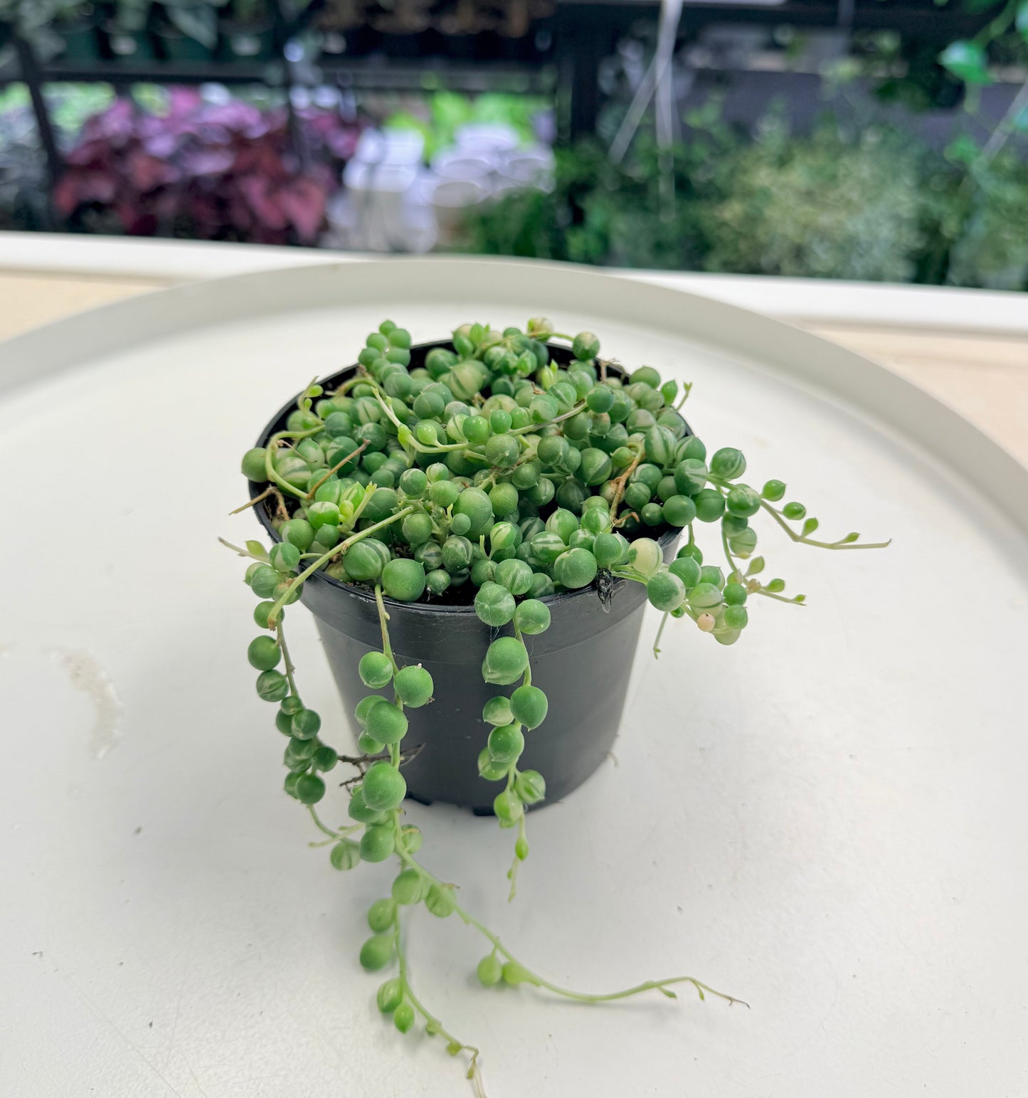 String of Pearls Variegated | Senecio rowleyanus 4"